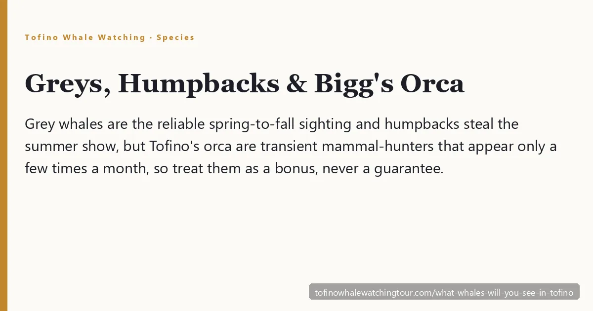 What whales you'll see in Tofino — a humpback whale tail fluke rising off Clayoquot Sound, Vancouver Island
